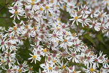 Sperrige Aster 'Tradescant' 9 x 9 cm Topf 0,5 Liter