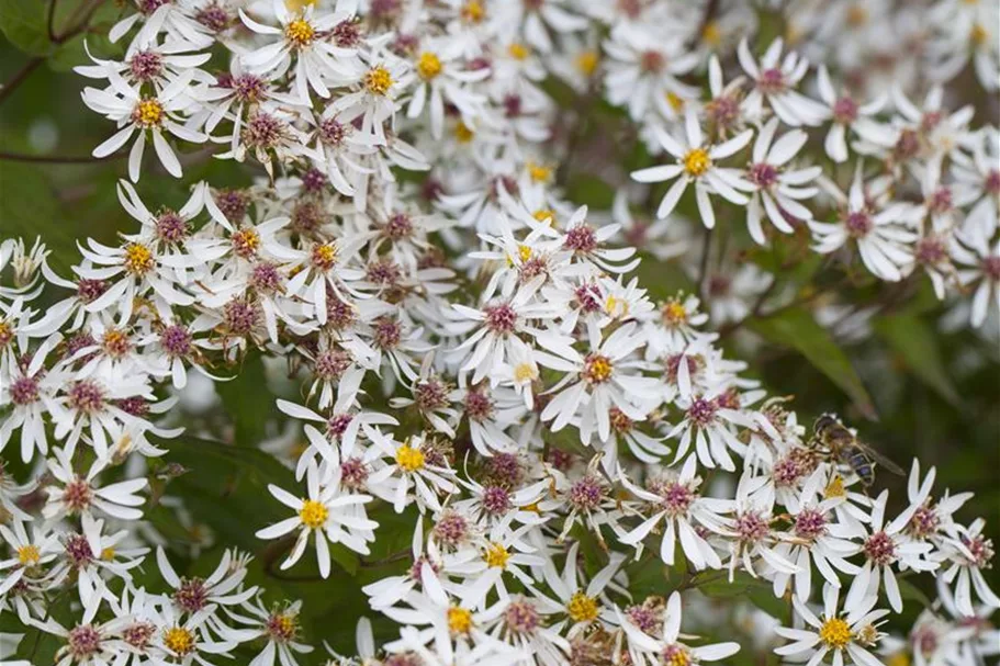 Sperrige Aster 'Tradescant' 9 x 9 cm Topf 0,5 Liter