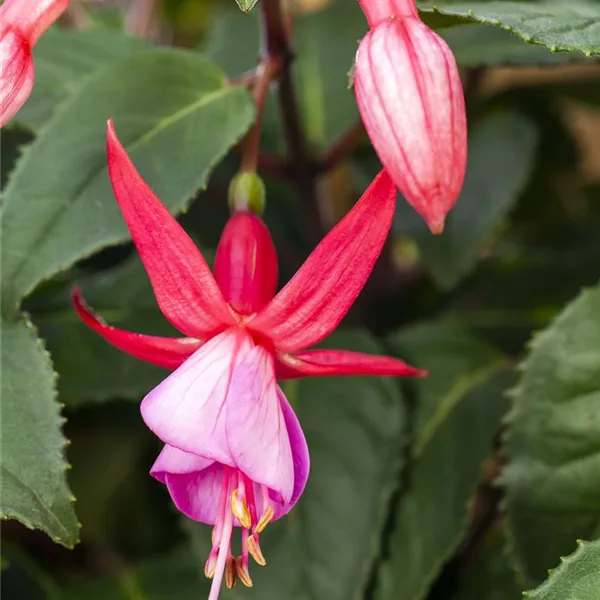 Winterhate Fuchsie 'Forget Me Not'