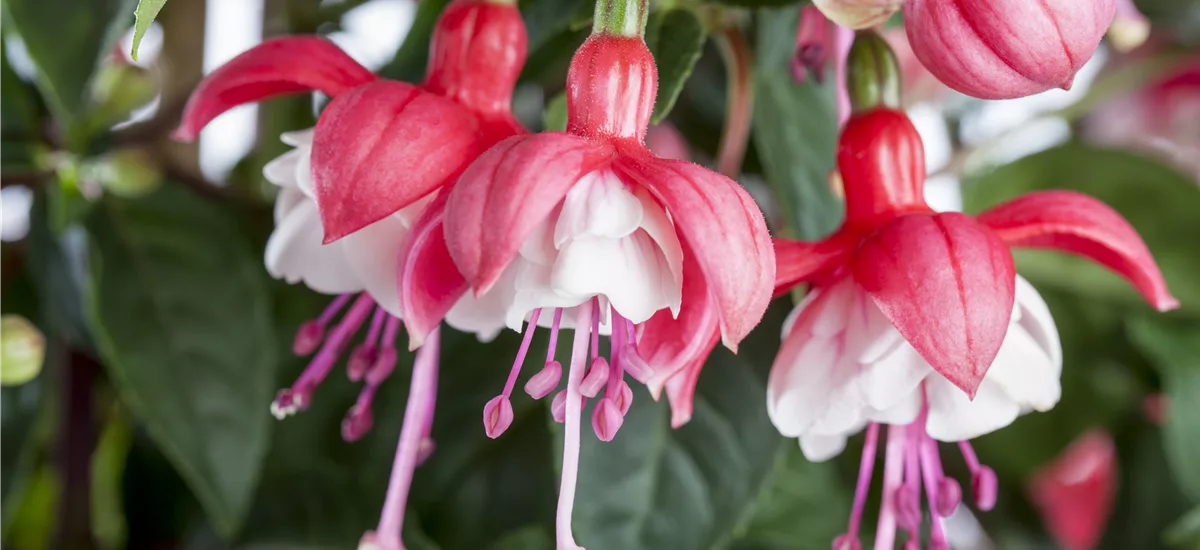 Freiland Fuchsie 'Eva Boerg' 0,5 Liter Topf