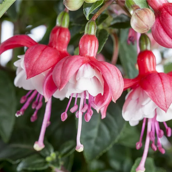 Freiland Fuchsie 'Eva Boerg'