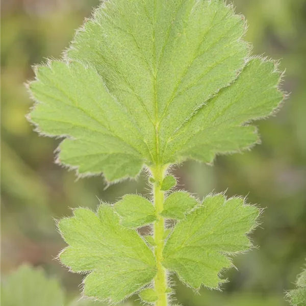 Chilenische Nelkenwurz 'Goldball'