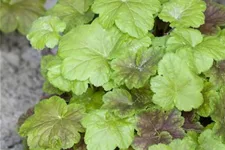 Heucherella 'Solar Power' 1 Liter Topf