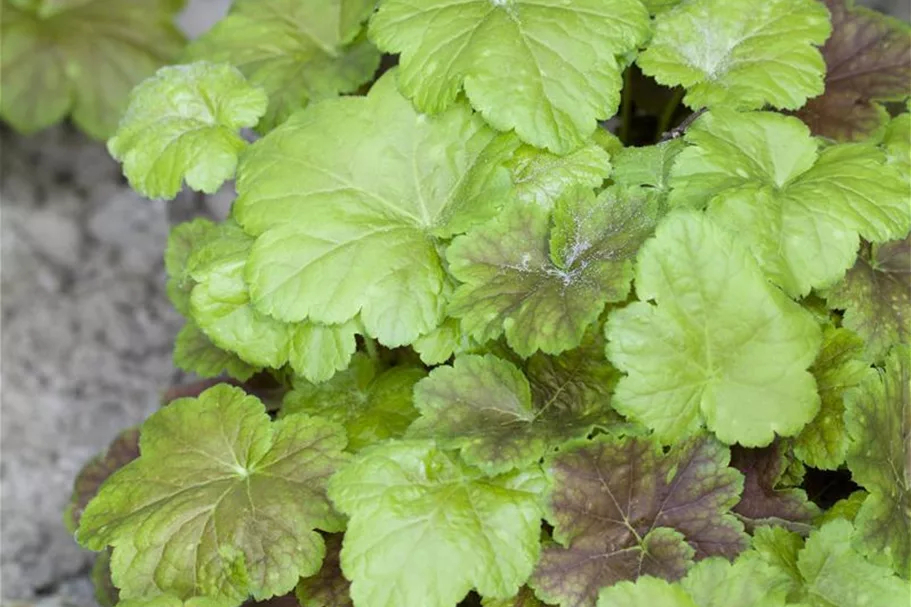 Heucherella 'Solar Power' 1 Liter Topf