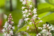 Heucherella 'Sweet Tea' 1 Liter Topf