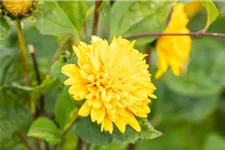 Stauden-Sonnenblume 'Soleil d' 1 Liter Topf