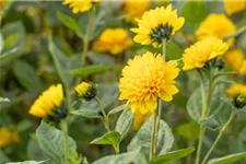 Stauden-Sonnenblume 'Soleil d' 1 Liter Topf