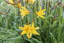 Hemerocallis fulva 1 Liter Topf 