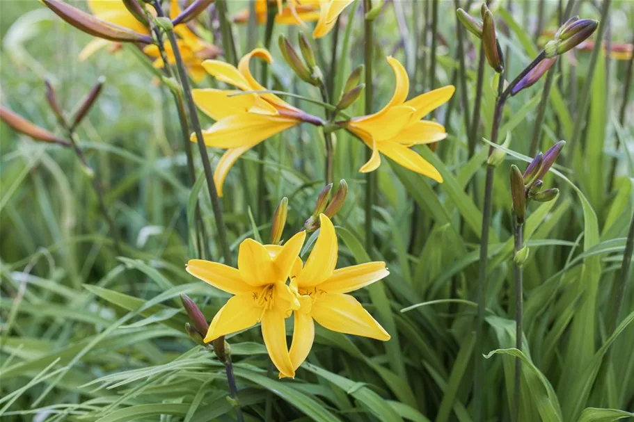 Hemerocallis fulva 1 Liter Topf 