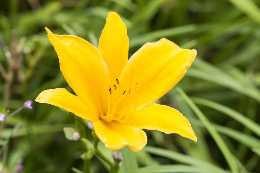 Taglilie 'Golden Scepter' 1 Liter Topf