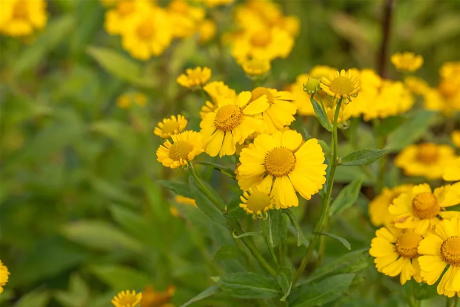 Sonnenbraut 'Kanaria' 1 Liter Topf