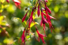 Garten-Fuchsie 1 Liter Topf