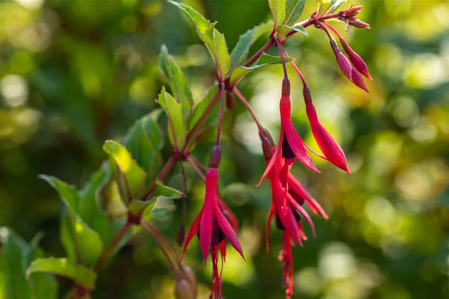 Garten-Fuchsie 1 Liter Topf