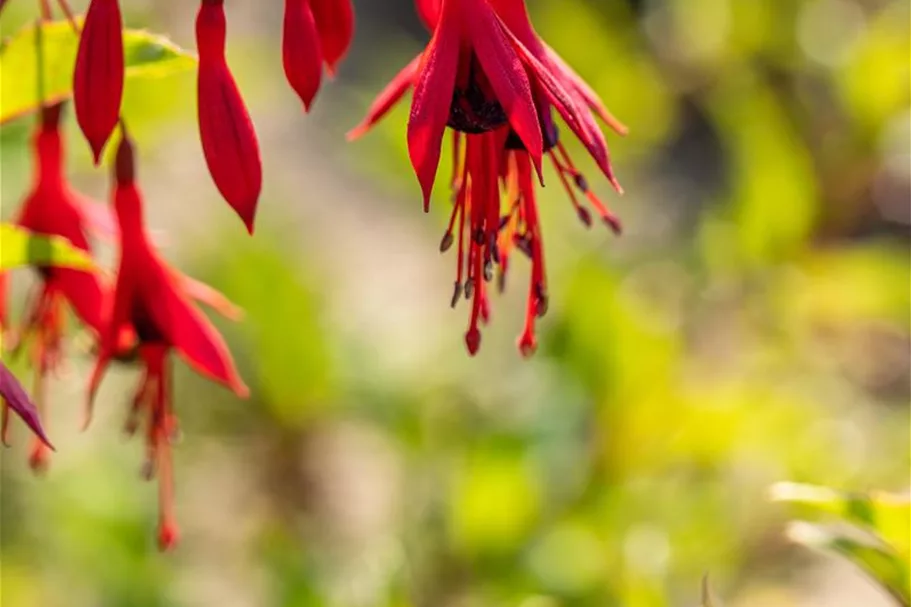 Garten-Fuchsie 1 Liter Topf