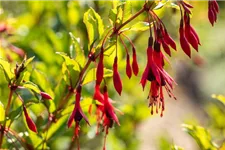 Garten-Fuchsie 1 Liter Topf