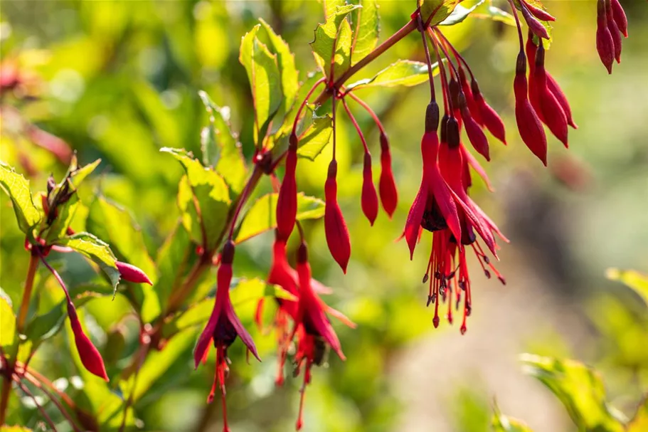 Garten-Fuchsie 1 Liter Topf