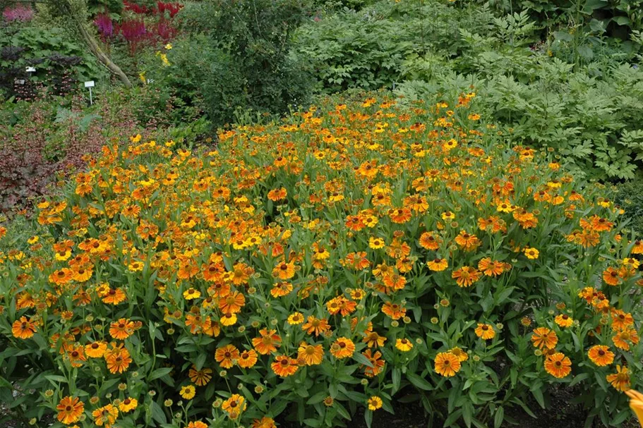 Sonnenbraut 'Waltraut' 1 Liter Topf