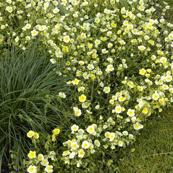 Sonnenröschen 'Elfenbeinglanz'