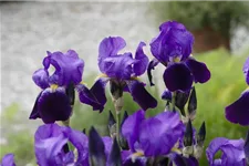 Zwergige Garten-Schwertlilie 'Hamburger Nacht' 0,5 Liter Topf