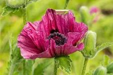 Orientalischer Mohn 'Bolero' 1 Liter Topf