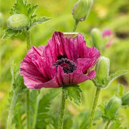 Orientalischer Mohn 'Bolero'