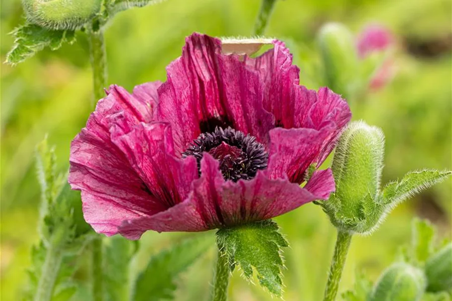 Orientalischer Mohn 'Bolero' 1 Liter Topf