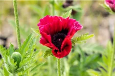 Orientalischer Mohn 'Bolero' 1 Liter Topf