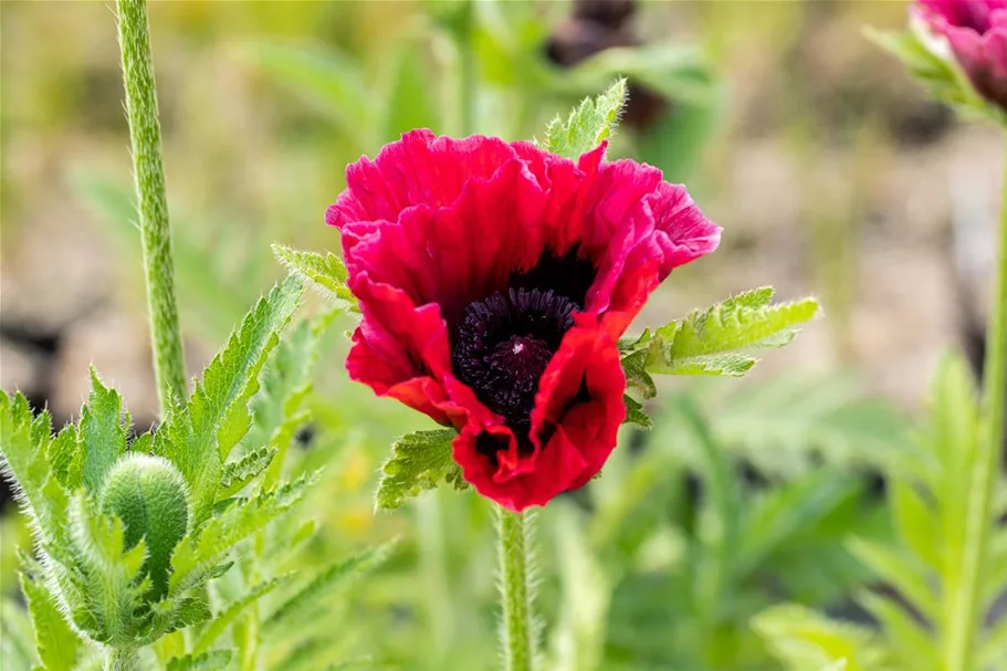 Orientalischer Mohn 'Bolero' 1 Liter Topf