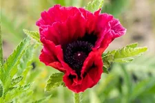 Orientalischer Mohn 'Bolero' 1 Liter Topf