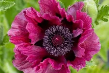 Orientalischer Mohn 'Bolero' 1 Liter Topf