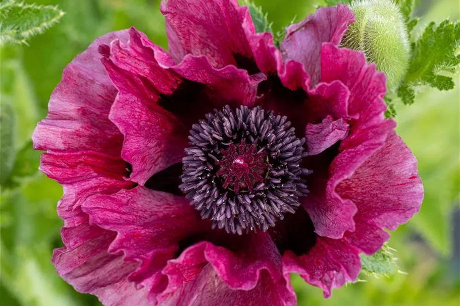 Orientalischer Mohn 'Bolero' 1 Liter Topf