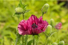 Orientalischer Mohn 'Bolero' 1 Liter Topf