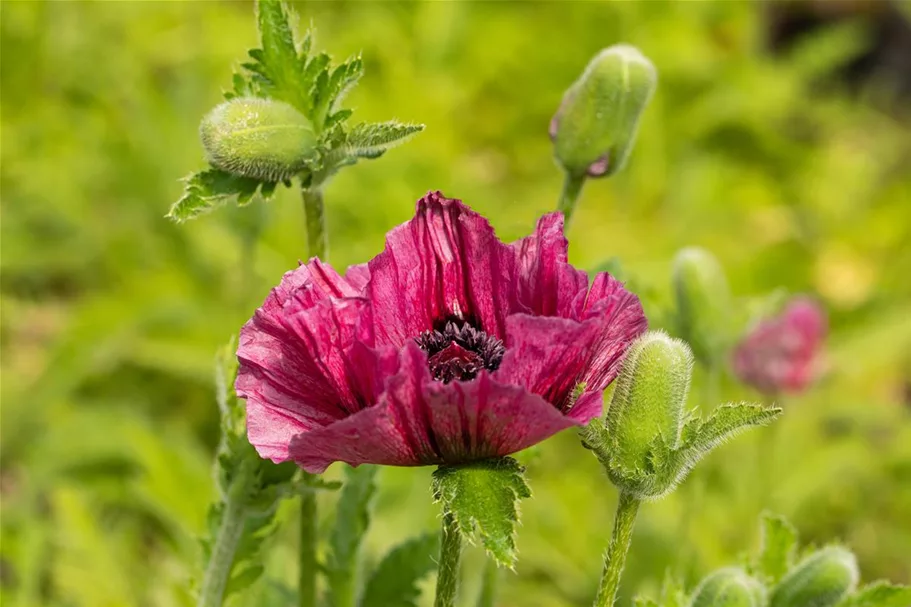 Orientalischer Mohn 'Bolero' 1 Liter Topf