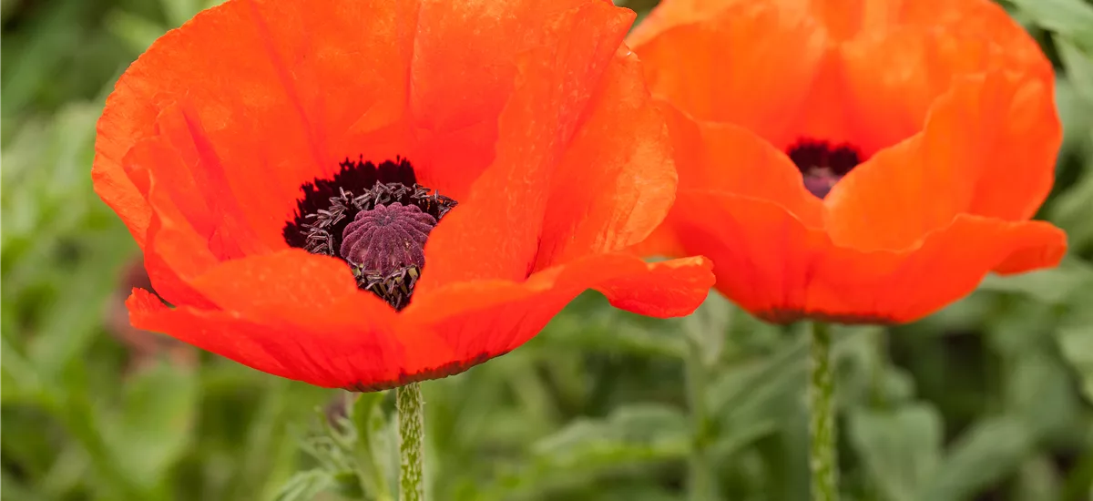 Orientalischer Mohn 'Nana Allegro' 1 Liter Topf