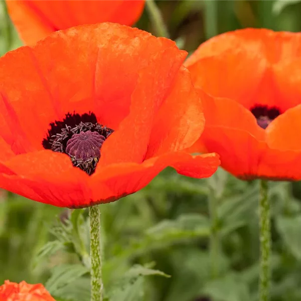 Orientalischer Mohn 'Nana Allegro'