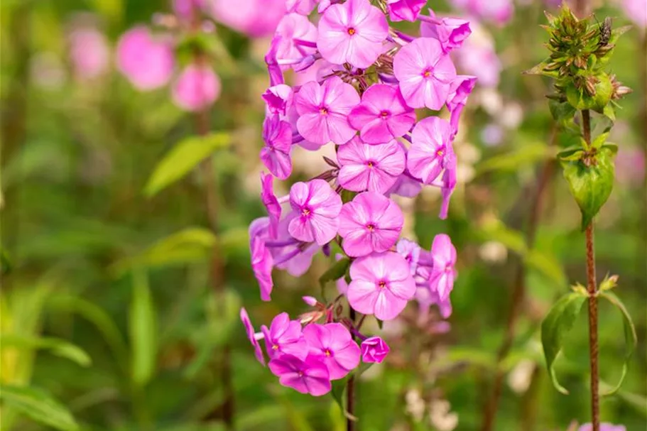 Wiesen-Flammenblume 'Rosalinde' 9 x 9 cm Topf 0,5 Liter