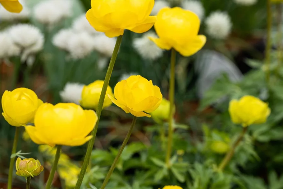 Europäische Trollblume 'Lemon Supreme' 1 Liter Topf