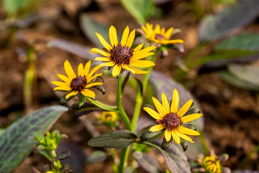 Niedriger Sonnenhut 'Little Gold Star' 1 Liter Topf