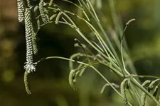 Hoher Wiesenknopf 'Albiflora' 1 Liter Topf