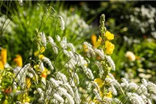 Hoher Wiesenknopf 'Albiflora' 1 Liter Topf