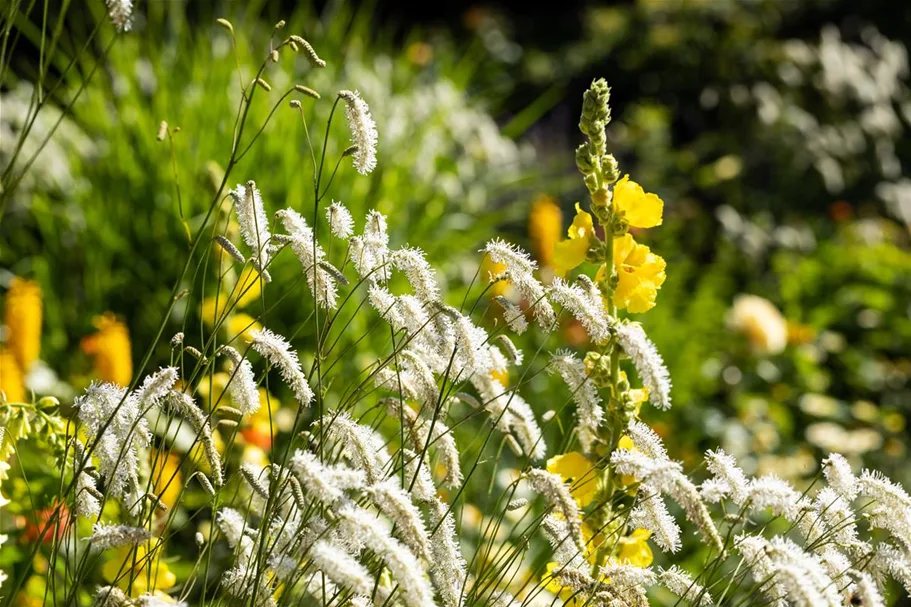 Hoher Wiesenknopf 'Albiflora' 1 Liter Topf