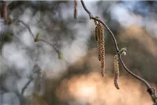 Corylus avellana 'Contorta' Topf 7,5 Liter 80-100 cm