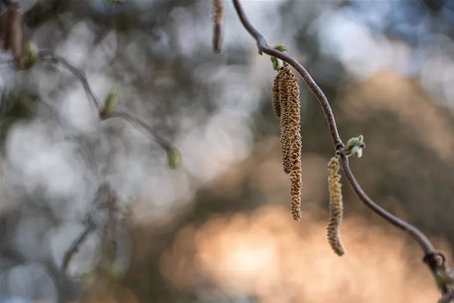 Corylus avellana 'Contorta' Topf 7,5 Liter 80-100 cm