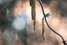 Corylus avellana 'Contorta' Topf 7,5 Liter 80-100 cm