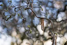 Corylus avellana 'Contorta' Topf 7,5 Liter 80-100 cm