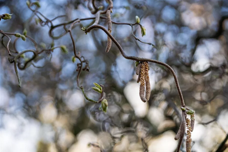 Corylus avellana 'Contorta' Topf 7,5 Liter 80-100 cm