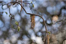 Corylus avellana 'Contorta' Topf 7,5 Liter 80-100 cm