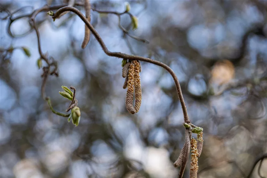 Corylus avellana 'Contorta' Topf 7,5 Liter 80-100 cm