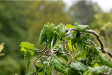 Corylus avellana 'Contorta' Topf 7,5 Liter 80-100 cm