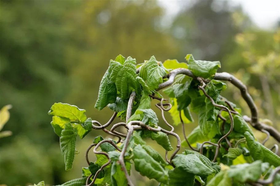 Corylus avellana 'Contorta' Topf 7,5 Liter 80-100 cm